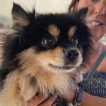 Pomeranian Candela, 07/2018, ca. 30 cm