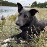Border Collie Mischling Celeste, 05/2022, ca. 55 cm, 16225 Eberswalde