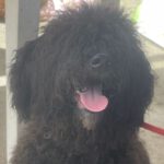 Wasserhund Chewi, 11/2022, ca. 47 cm