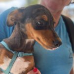 Dackel Mischling Coral, 04/2023, Endgröße ca. 30 cm