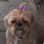 Shih Tzu Corona,12/2018, ca. 22 cm, 61381 Friedrichsdorf