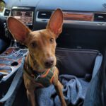 Podenco Ella, 11/2022, ca. 35 cm, 96465 Neustadt