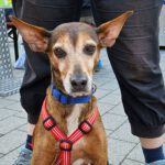 Podenco Mischling Enrique, 06/2015, ca. 45 cm, 69250 Schönau