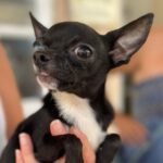 Chihuahua Ettano, 02/2023, ca. 20 cm