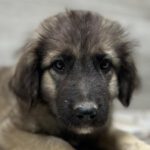 Mastin Mischling Felicia, 06/2023, Endgröße ca. 70 cm