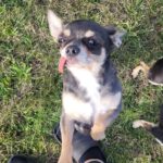 Chihuahua Fiona, 03/2020, ca. 20 cm, 18198 Kritzmow