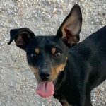 Pinscher Fritz, 09/2022, ca. 40 cm