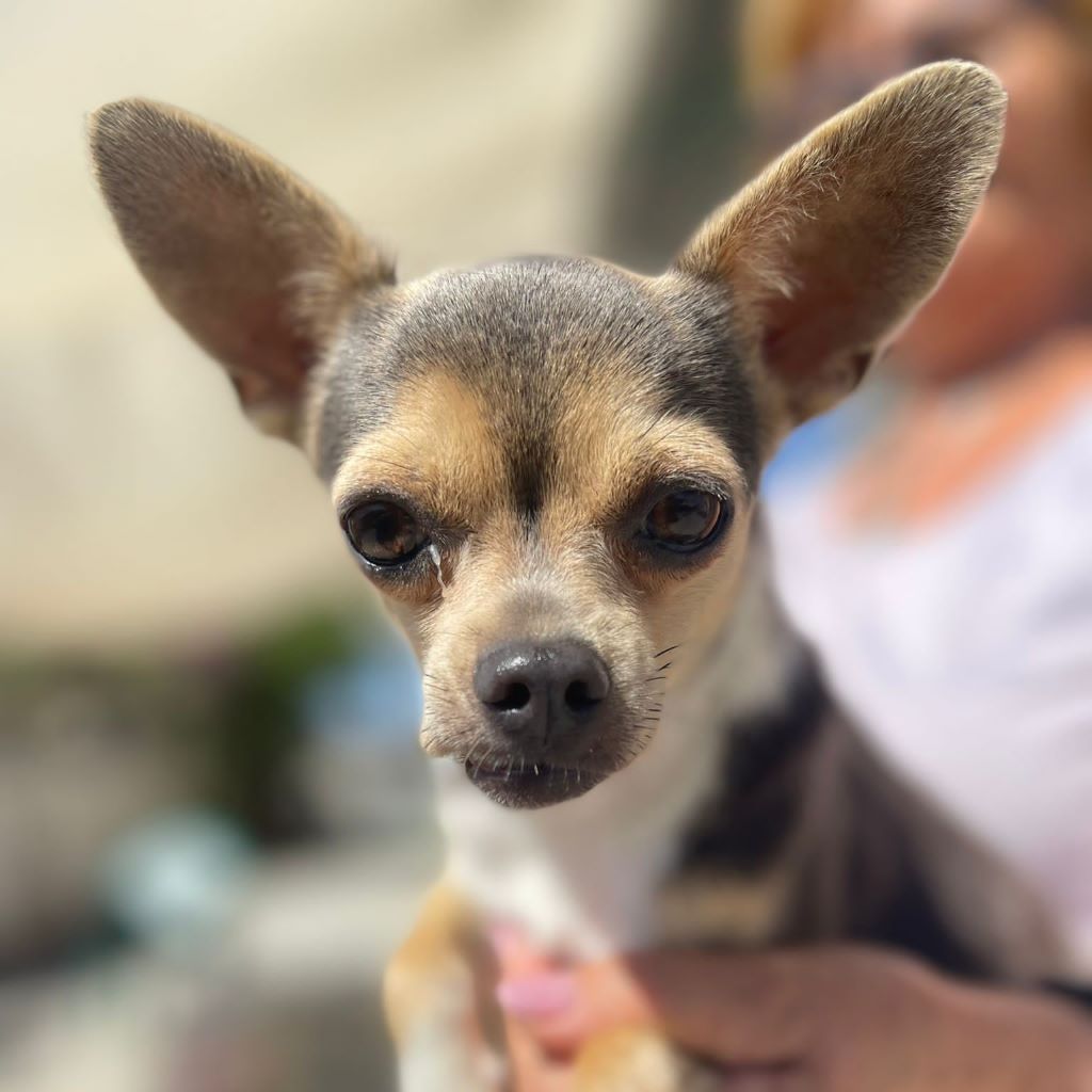 Chihuahua Ganesha, 09/2022, ca. 20 cm