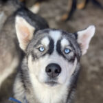 Husky, Gerald, : ca. 02/2023, ca.58 cm