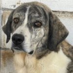 Mastin Espanol Gigi, 07/2021, 60 cm