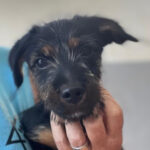 Yorkshire Terrier Mischling Goethe, 05/2023, ca. 30 cm