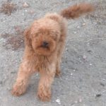 Pudel Gorrion, 12/2020, ca. 40 cm