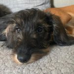 Dackel Hannes, 05/2023, Endgröße ca. 35 cm, 61381 Friedrichsdorf