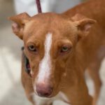 Podenco Havanna, 09/2022, ca. 45 cm