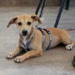 Podenco Maneto Heidi, 04/2023, Endgröße ca. 30 cm, 61191 Rosbach vor der Höhe