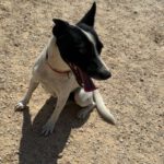 Mischling Helvi, 09/2021, ca. 40-45 cm