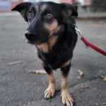 Mischling Iskra, 02/2018, ca. 30 cm, 24159 Kiel