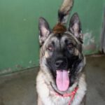 Malinois Jota, 05/2022, ca. 65 cm