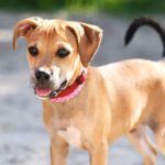 Mischling Kasimir, 05/2023, Endgröße ca. 45 cm, 61191 Rosbach vor der Höhe