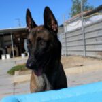 Malinois Killo, 03/2021, ca. 65 cm