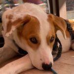 Mischling Kourtney, 10/2022, ca. 53 cm, 83052 Bruckmühl