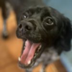 Epagneul Breton Mischling Liam, 08/2022, ca. 40 cm