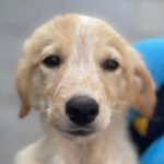 Border Collie Mischling Lino, 05/2023, Endgröße ca. 50 cm