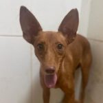 Podenco Loli, 08/2021, ca. 45 cm