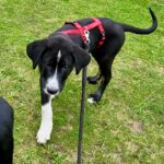 Mastin Mischling Louis, 05/2023, Endgröße ca. 70 cm, 25917 Leck