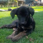 Mischling Lucy, 05/2023, Endgröße ca. 50 cm