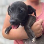 Mischling Luise, 05/2023, Endgröße: ca. 40 cm