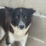 Border Collie Lulu, 04/2022, ca. 45 cm