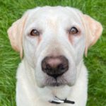 Labrador Luna, 01/2016, ca. 60 cm, 40764 Langenfeld (Rheinland)