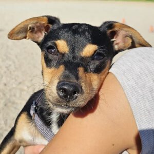 Pinscher Bodeguero Mischling Luna, 05/2023, Endgröße ca. 35 cm, 61191 Rosbach vor der Höhe