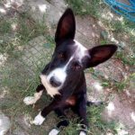 Mischling Maki, 03/2023, Endgröße ca. 40-45 cm