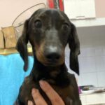 Dackel Max, 06/2022, ca. 30 cm