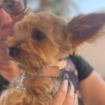 Yorkshire Terrier Mickey, 10/2018, ca. 30 cm