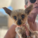 Toy Yorkshire Miga, 25.11.2017, ca. 15cm