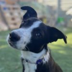 Border Collie Mischling Miliki, 12/2022, ca. 50 cm