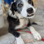 Fox Terrier Mischling Mutley, 09/2017, ca. 50 cm