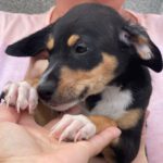 Bodeguero Mischling Nala, 06/2023, Endgröße ca. 40 cm