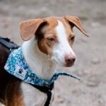 Beagle Podenco Mischling Nela, 04/2018, ca. 43 cm, 21465 Reinbek