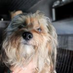 Yorkshire Terrier Nemo, 08/2020, ca. 30 cm