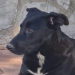 Mischling Nera, 09/2022, ca. 48 cm