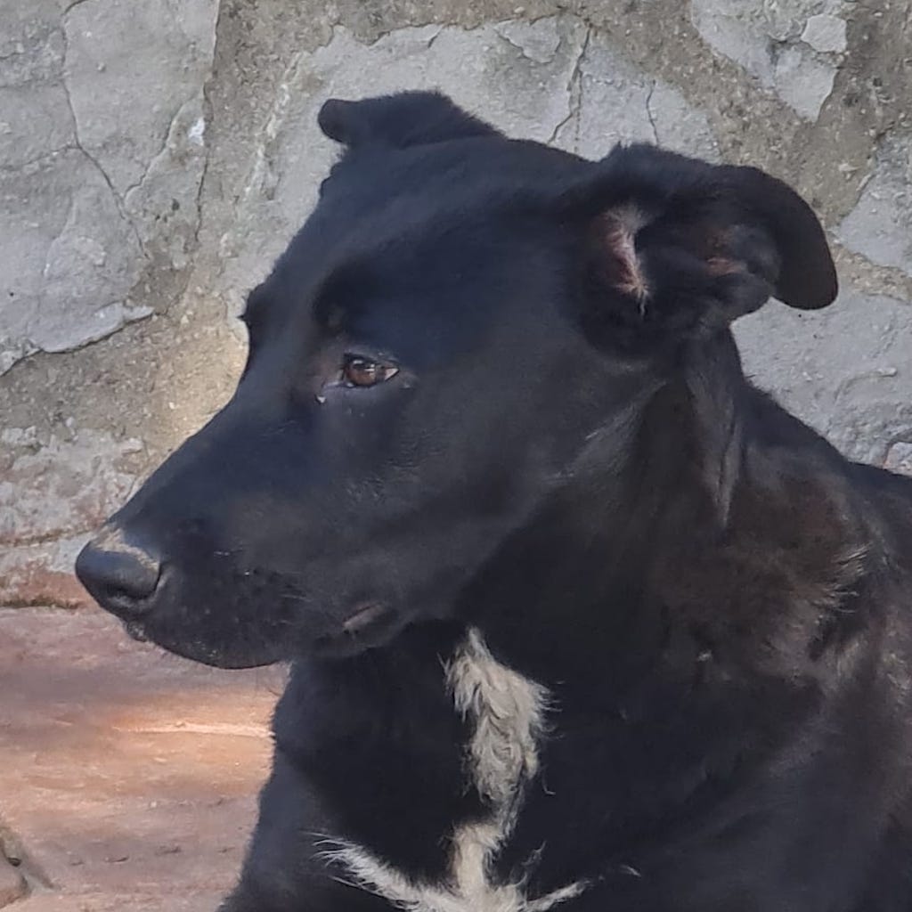 Mischling Nera, 09/2022, ca. 48 cm