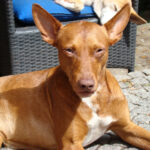 Podenco Nono, 04/2020, ca. 47 cm, 63667 Nidda