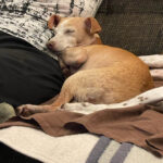 Podenco Nora, ca. 04.2017, ca. 40cm, 24229 Schwedeneck