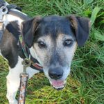 Bodeguero-Jack-Russel-Mischling Ozzy, 06/2012, ca. 35 cm, 90766 Fürth