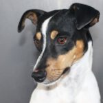 Bodeguero Pappadum, 08/2020, ca. 45 cm