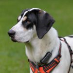 Mischling Peter, 11/2022, ca. 70 cm, 61191 Rosbach vor der Höhe